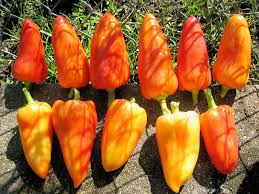 Image result for Capsicum annuum