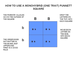 The punnett square is a square diagram that is used to predict the genotypes of a particular cross or asked by: T T T Tt T Genetics Single Trait
