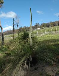 Image result for Xanthorrhoea