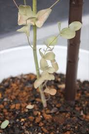 ユーカリがピンチですっ なぁなぁな日々