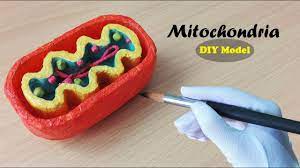 Maybe you would like to learn more about one of these? How To Make Mitochondria Model 3d Styrofoam Carving Youtube