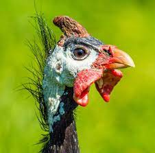 In most species, the tails of the males are larger and longer than the female, the differences ranging from slight to extreme. Male Guinea Fowls Cluckin