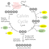 Photosynthesis cell respiration flashcards quizlet. 1