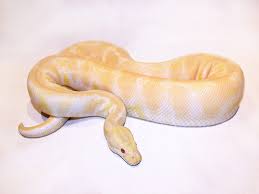 Factors that determine this price includes the breeder's fee, as well as the location that it comes from and the overall size of the albino ball python. Albino Morph List World Of Ball Pythons