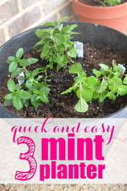 Does mint flavoring automatically mean peppermint? Quick And Easy 3 Mint Planter
