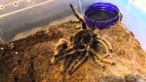 Tliltocatl albopilosus (previously brachypelma albopilosum) is a species of tarantula, also known as the curlyhair tarantula.the species' native range is nicaragua and costa rica. Brachypelma Albopilosum Honduran Curly Hair Tarantulas Mating Youtube
