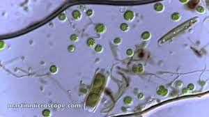 This is water from a garden pond in bushwick, brooklyn. Pond Scum Under The Microscope Youtube