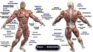 Muscle Anatomy Muscular Anatomy Chart Bodybuilders Muscle
