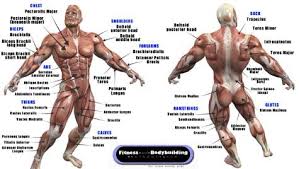 muscle anatomy muscular anatomy chart bodybuilders muscle