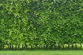 Ein paar möchte ich dir vorstellen und dich inspirieren! Pflanzen Als Sichtschutz Fur Garten Balkon Plantura