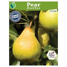 We're honored to partner with @farmvetco. Degroot Pear Tree Kieffer 1 Plant At Tractor Supply Co