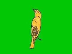 Check spelling or type a new query. Peacock Hand Drawn Green Screen Stock Video Pond5