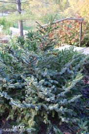 Although this variety will be shorter in cultivation, make sure there's plenty of room in your landscape. Dwarf Evergreen Trees 15 Exceptional Choices For The Yard And Garden