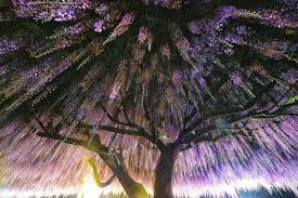 Maybe you would like to learn more about one of these? Nature Westeria The Most Beautiful Tree In The World Steemit