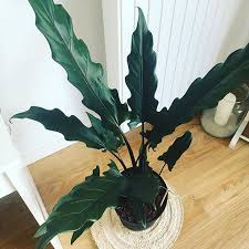 Rooted plant shipped in 3 pot. Alocasia Lauterbachiana 100mm The Jungle Collective