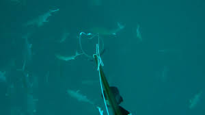 You may have to register before you can post: Free Dive Spearfishing 80lb Amber Jack Destin Fl Youtube