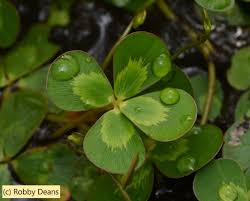 Image result for Marsilea nubica