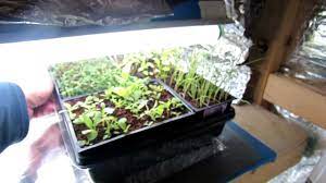 What type of grow light is best for growing vegetables? Basic Vegetable Grow Light Closet Design The Right Lighting The Rusted Garden 2013 Youtube