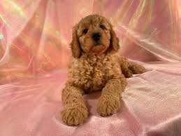 F1b petite goldendoodles are 25% golden retriever and 75% mini poodle. F1 Dark Red Mini Goldendoodle Puppies For Sale Iowa Breeder