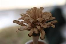 Whittling Workshop