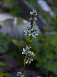 Image result for Swertia welwitschii