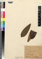 Image result for Ficus demeusei