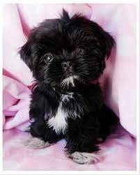 Teacup Shih Tzu Puppy Animals Teacup Shih Tzu Shih Tzu Shih Tzu Puppy