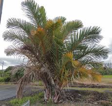 Image result for Raphia farinifera