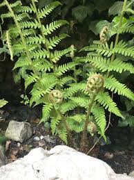 That's why they are so prized by chefs and food lovers. Foraging For Fiddlehead Fern In Germany Stardewvalley