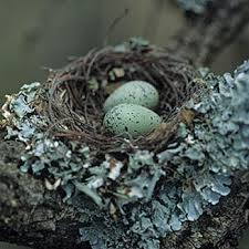 Garden Bird Birds And Their Eggs Pictures Campephaga Flava Black Cuckooshrike Bird Eggs Beautiful Birds Birds