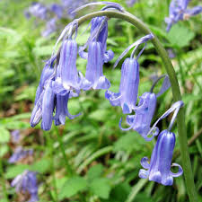 Check 'thanks' translations into spanish. English And Spanish Bluebells Features Facts And Problems Owlcation