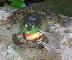 … healthy backyard pond fish like koi, goldfish, and orfe don't have too many worries from frog predation and the mixing of these species is generally compatible; How Do U Like This
