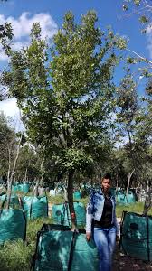 Image result for Apodytes dimidiata