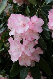 Rhododendron Flowers Flower Pictures Types Of Flowers