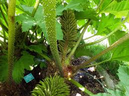 Image result for Gunnera