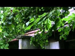 Pluie Et Orage Au Jardin Rain Sounds And Thunderstorm In The Garden 1 Heure 1 Hour Asmr Youtube Sound Of Rain Thunderstorms Electrical Storm