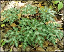 Image result for Argomuellera