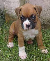 Learn about your this breed of dog with. Pure Breed Boxer Puppies For Sale Indianapolis In
