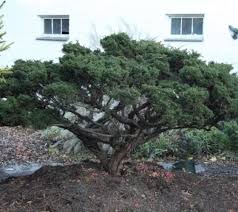 Foliage color is a brilliant silvery gray. Shimpaku Dwarf Chinese Juniper New Life Nursery