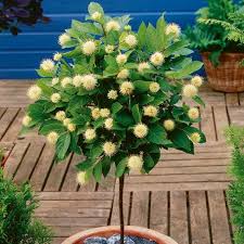 Sternenzauber Baum Ziergeholze Planten Bomentuin Balkon Planten