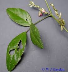 Image result for Galactia striata