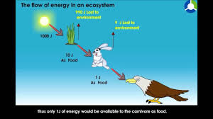 the flow of energy in an ecosystem