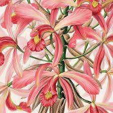 Image result for Orchidaceae