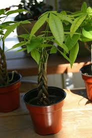 Image result for Pachira glabra