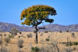 Image result for Acacia nigrescens