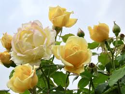 As long as you water your trees during their first few years of. When Do Roses Bloom In California Krostrade