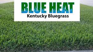Pin By Fayed Y Husain On Yard Stuff Bluegrass Kentucky Turf