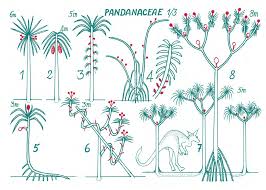 Image result for Dichaetanthera erici-rosenii