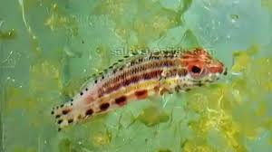 Image result for Basananthe pseudostipulata