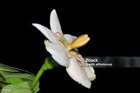 Image result for Gardenia resinifera